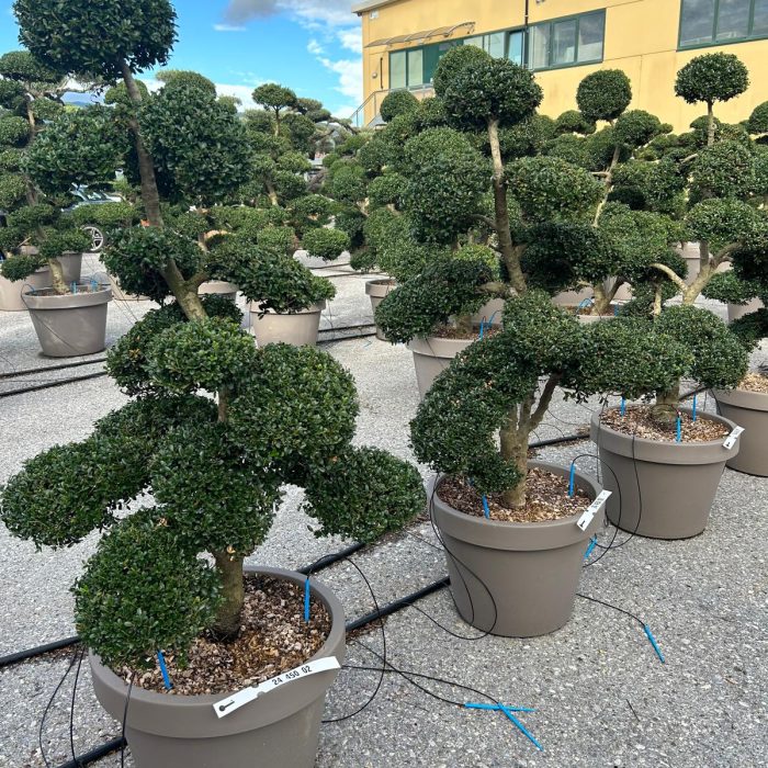 Architectural Trees