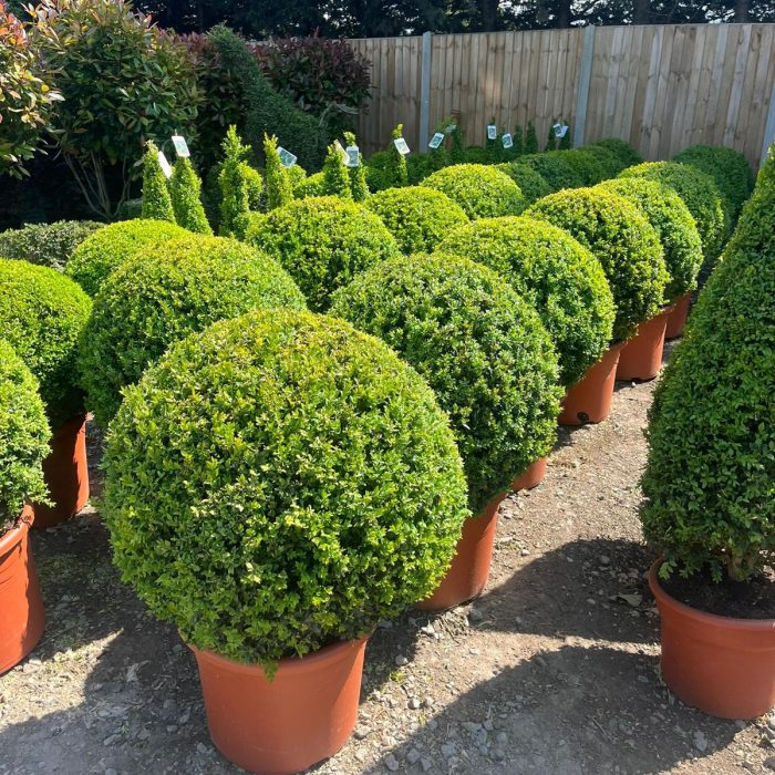 Plants